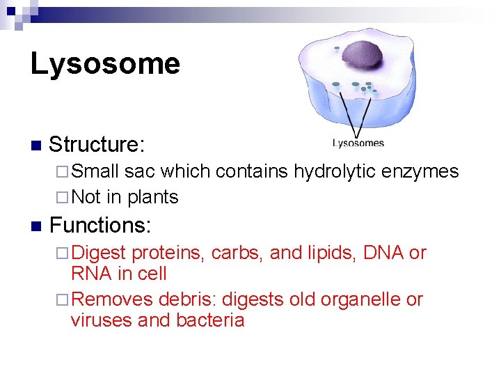 Lysosome n Structure: ¨ Small sac which contains hydrolytic enzymes ¨ Not in plants