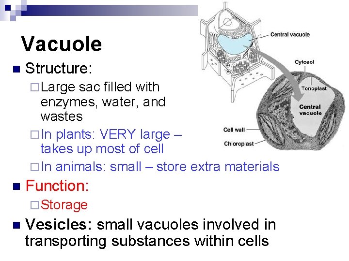 Vacuole n Structure: ¨ Large sac filled with enzymes, water, and wastes ¨ In