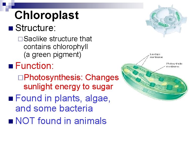 Chloroplast n Structure: ¨ Saclike structure that contains chlorophyll (a green pigment) n Function: