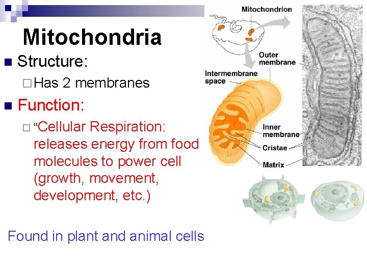 Mitochondria n Structure: ¨ Has n 2 membranes Function: ¨ “Cellular Respiration: releases energy