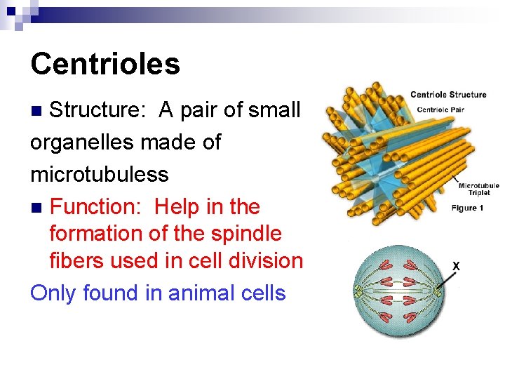 Centrioles Structure: A pair of small organelles made of microtubuless n Function: Help in