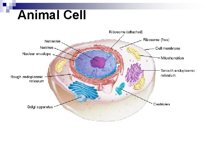 Animal Cell 