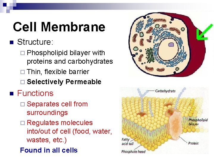 Cell Membrane n Structure: ¨ Phospholipid bilayer with proteins and carbohydrates ¨ Thin, flexible