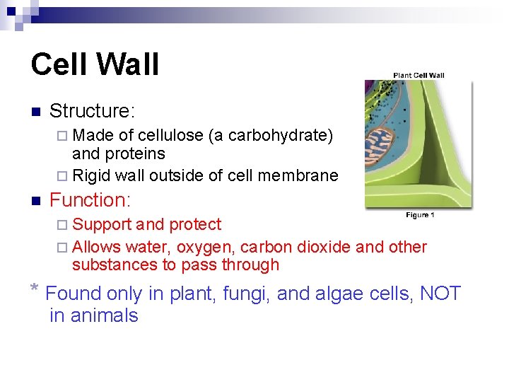 Cell Wall n Structure: ¨ Made of cellulose (a carbohydrate) and proteins ¨ Rigid