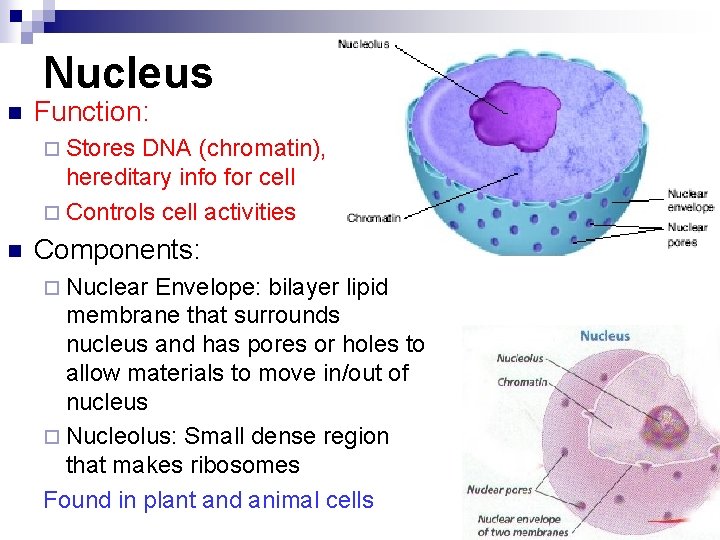 Nucleus n Function: ¨ Stores DNA (chromatin), hereditary info for cell ¨ Controls cell