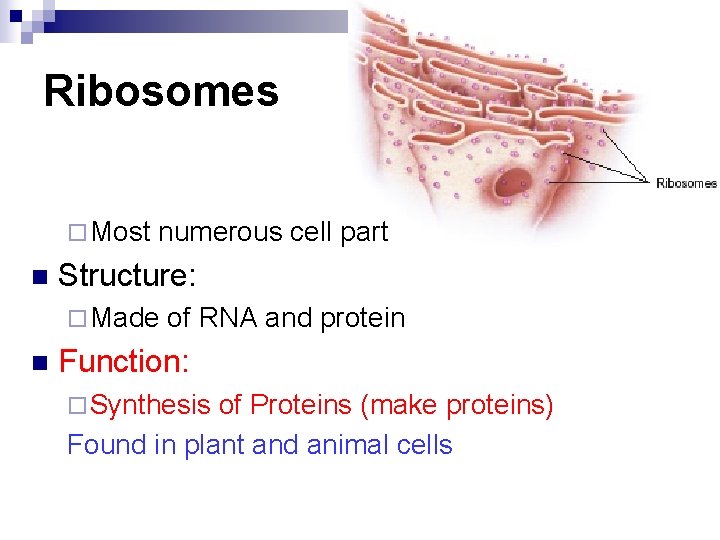 Ribosomes ¨ Most n numerous cell part Structure: ¨ Made n of RNA and