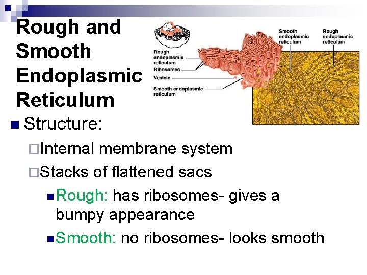 Rough and Smooth Endoplasmic Reticulum n Structure: ¨Internal membrane system ¨Stacks of flattened sacs
