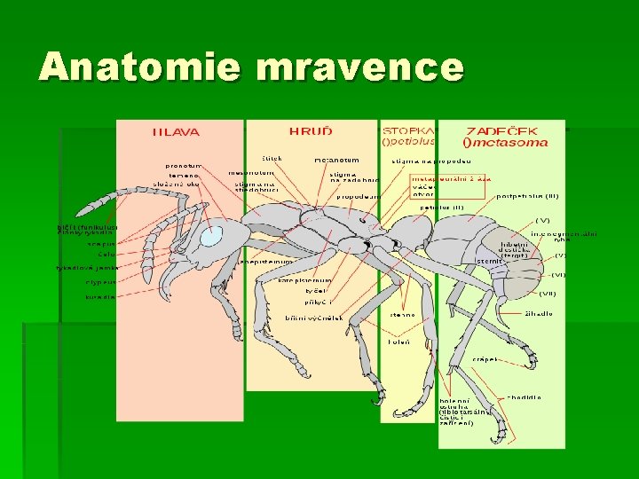 Anatomie mravence 