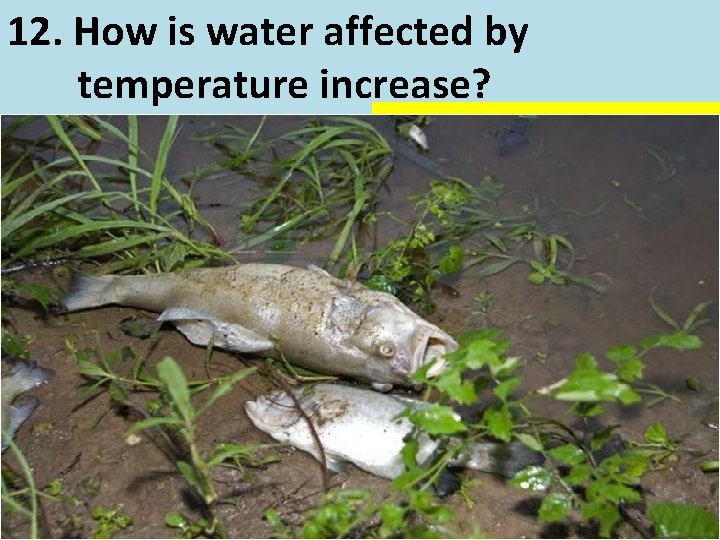 12. How is water affected by temperature increase? Warm water loses its dissolved oxygen.