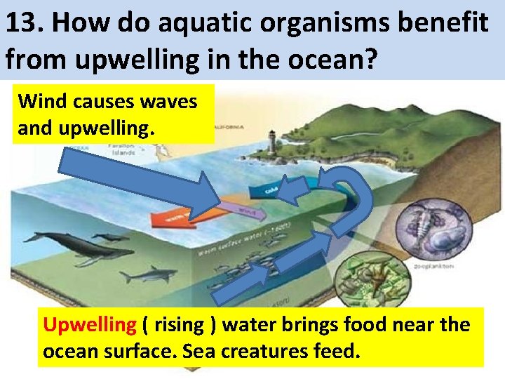 13. How do aquatic organisms benefit from upwelling in the ocean? Wind causes waves