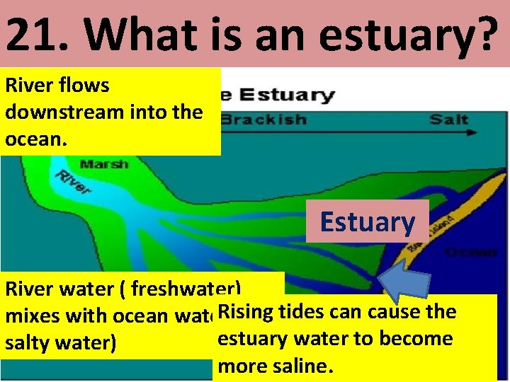 21. What is an estuary? River flows downstream into the ocean. Estuary River water