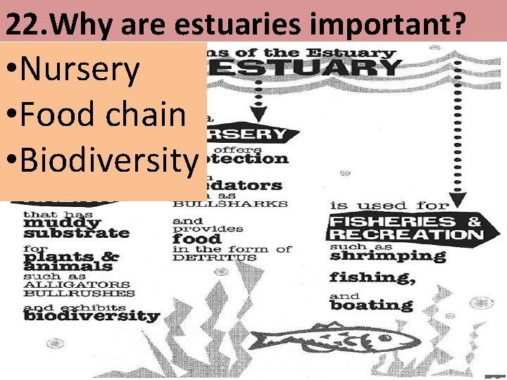 22. Why are estuaries important? • Nursery • Food chain • Biodiversity 