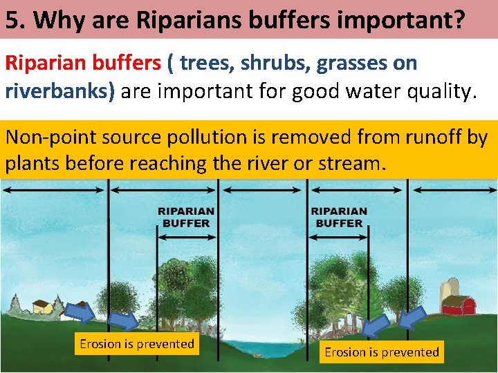 5. Why are Riparians buffers important? Riparian buffers ( trees, shrubs, grasses on riverbanks)