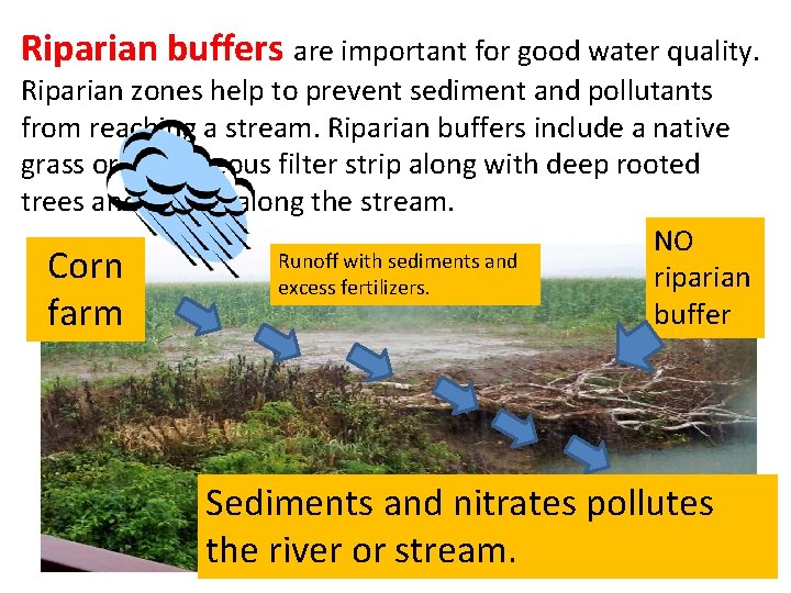 Riparian buffers are important for good water quality. Riparian zones help to prevent sediment