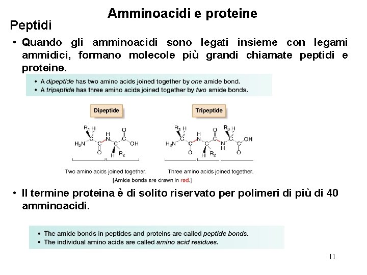 Peptidi Amminoacidi e proteine • Quando gli amminoacidi sono legati insieme con legami ammidici,