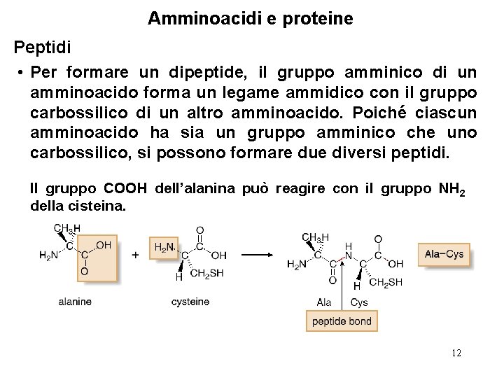Amminoacidi e proteine Peptidi • Per formare un dipeptide, il gruppo amminico di un