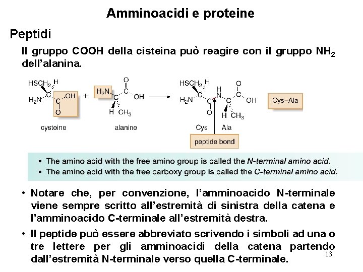 Amminoacidi e proteine Peptidi Il gruppo COOH della cisteina può reagire con il gruppo