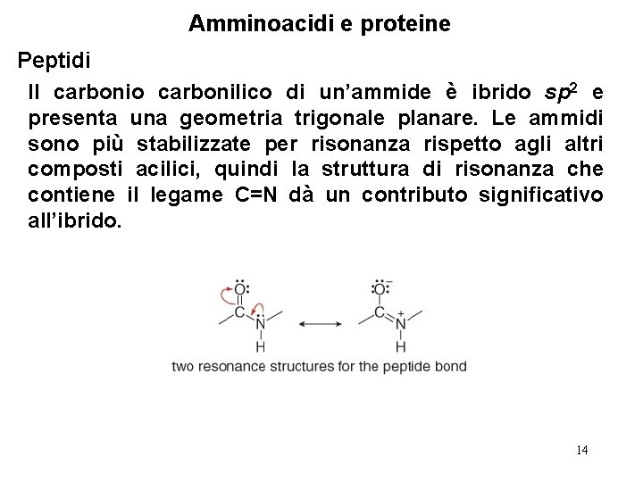 Amminoacidi e proteine Peptidi Il carbonio carbonilico di un’ammide è ibrido sp 2 e