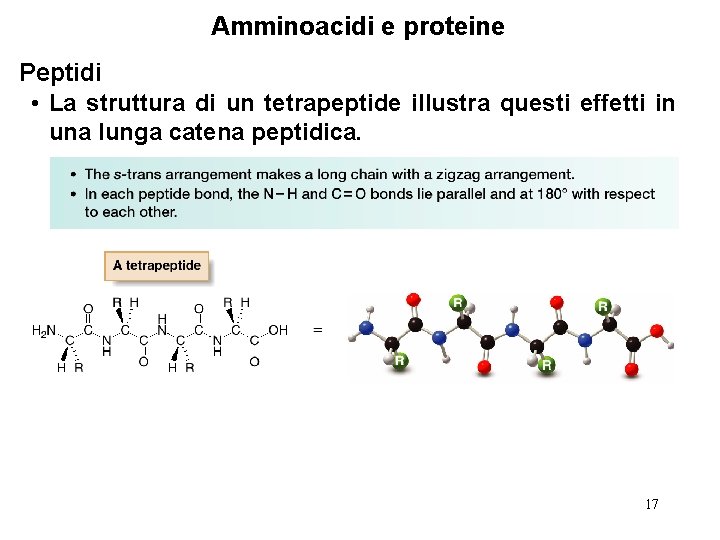 Amminoacidi e proteine Peptidi • La struttura di un tetrapeptide illustra questi effetti in