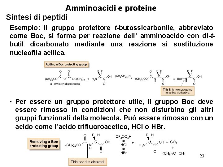Amminoacidi e proteine Sintesi di peptidi Esempio: il gruppo protettore t-butossicarbonile, abbreviato come Boc,