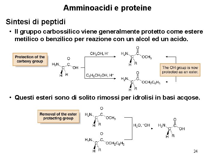 Amminoacidi e proteine Sintesi di peptidi • Il gruppo carbossilico viene generalmente protetto come