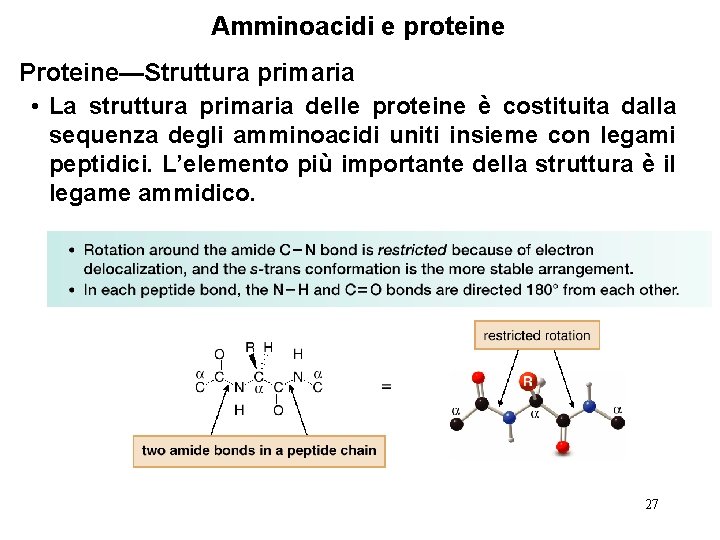 Amminoacidi e proteine Proteine—Struttura primaria • La struttura primaria delle proteine è costituita dalla