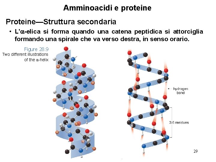 Amminoacidi e proteine Proteine—Struttura secondaria • L’ -elica si forma quando una catena peptidica