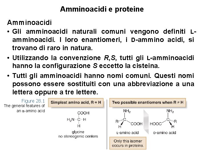 Amminoacidi e proteine Amminoacidi • Gli amminoacidi naturali comuni vengono definiti Lamminoacidi. I loro