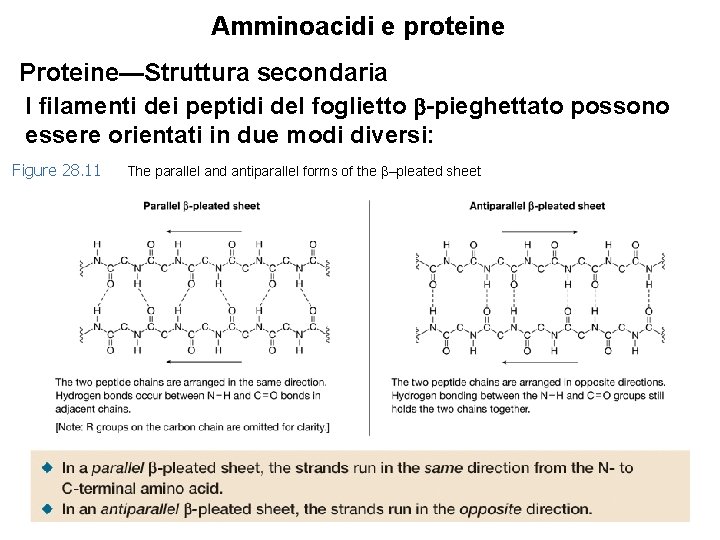 Amminoacidi e proteine Proteine—Struttura secondaria I filamenti dei peptidi del foglietto -pieghettato possono essere