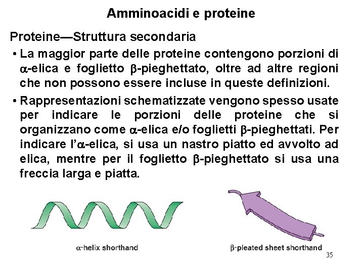 Amminoacidi e proteine Proteine—Struttura secondaria • La maggior parte delle proteine contengono porzioni di
