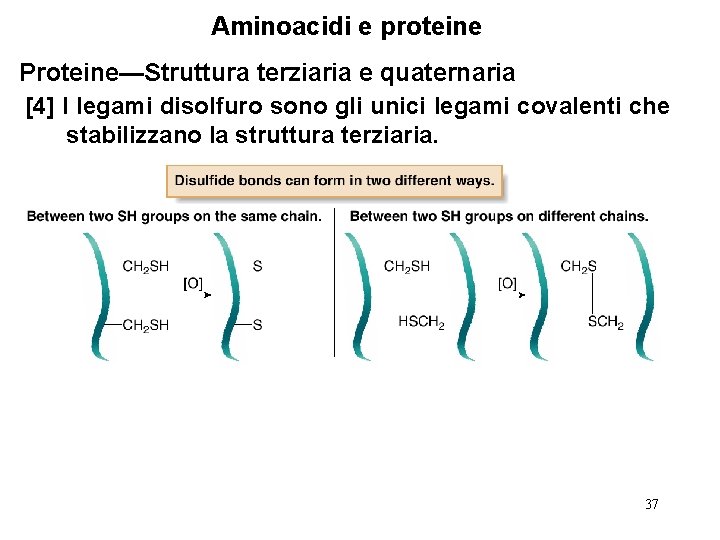 Aminoacidi e proteine Proteine—Struttura terziaria e quaternaria [4] I legami disolfuro sono gli unici