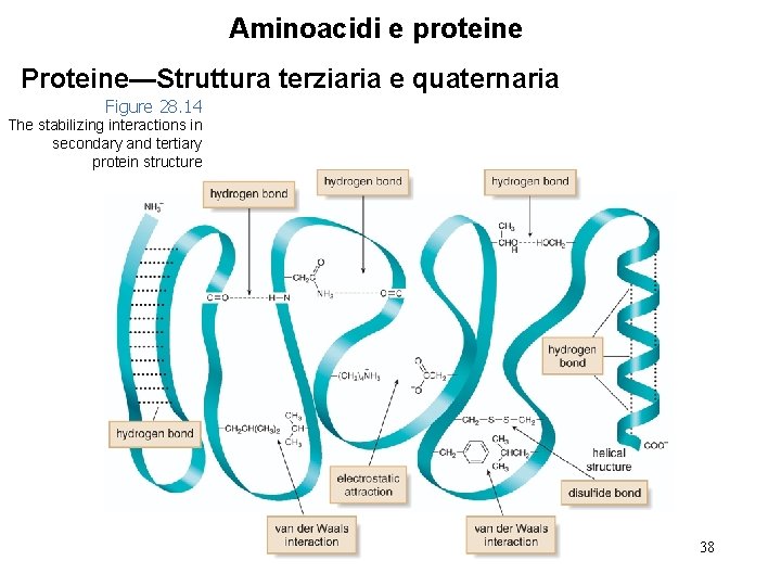 Aminoacidi e proteine Proteine—Struttura terziaria e quaternaria Figure 28. 14 The stabilizing interactions in