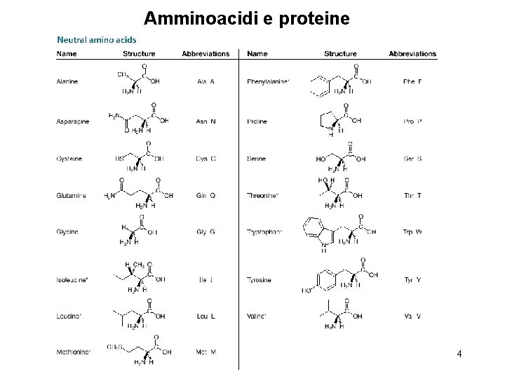 Amminoacidi e proteine 4 