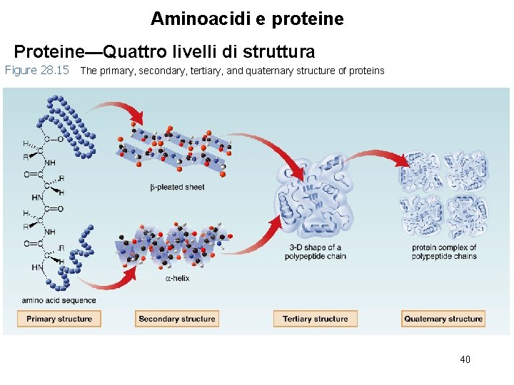 Aminoacidi e proteine Proteine—Quattro livelli di struttura Figure 28. 15 The primary, secondary, tertiary,