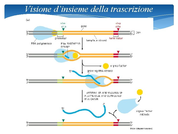 Visione d’insieme della trascrizione 10 
