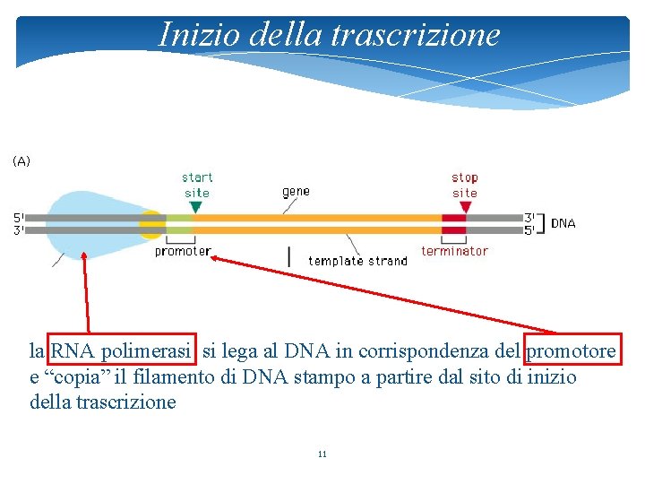 Inizio della trascrizione la RNA polimerasi si lega al DNA in corrispondenza del promotore