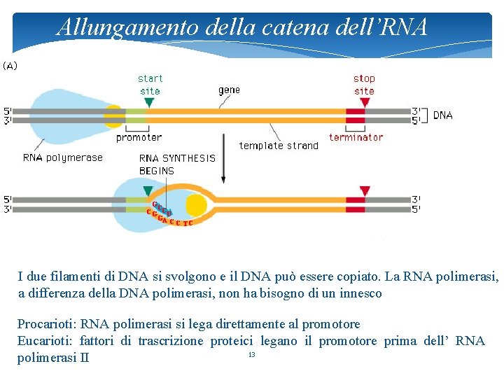 Allungamento della catena dell’RNA G C C G CU GA CC TC I due