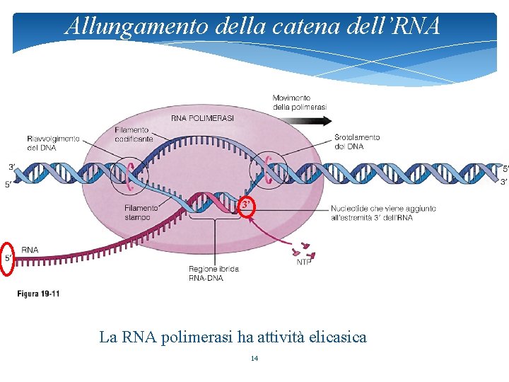 Allungamento della catena dell’RNA 3’ La RNA polimerasi ha attività elicasica 14 