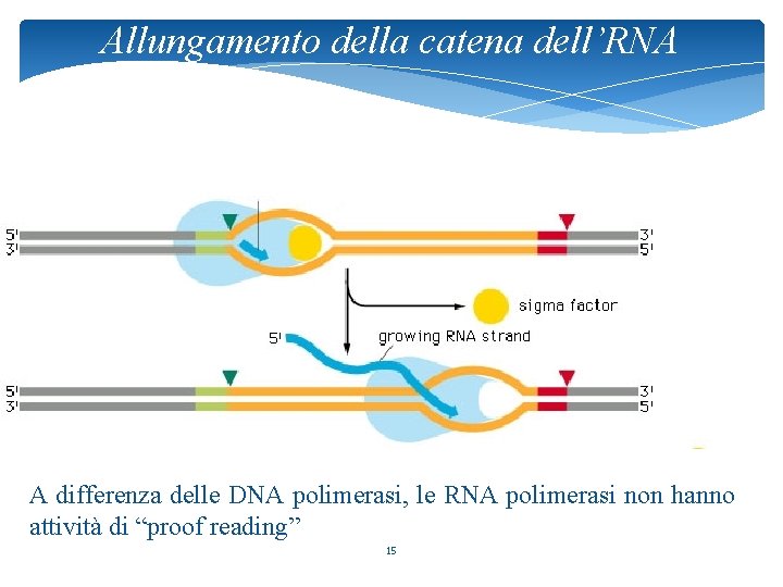 Allungamento della catena dell’RNA A differenza delle DNA polimerasi, le RNA polimerasi non hanno