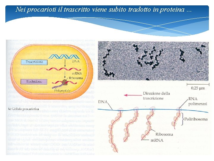 Nei procarioti il trascritto viene subito tradotto in proteina … 19 