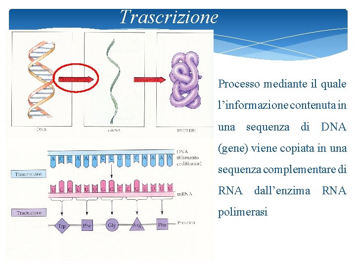 Trascrizione Processo mediante il quale l’informazione contenuta in una sequenza di DNA (gene) viene