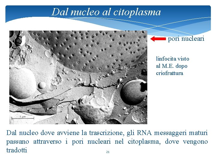 Dal nucleo al citoplasma pori nucleari linfocita visto al M. E. dopo criofrattura Dal