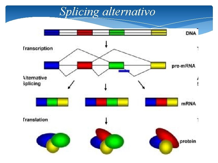 Splicing alternativo 23 