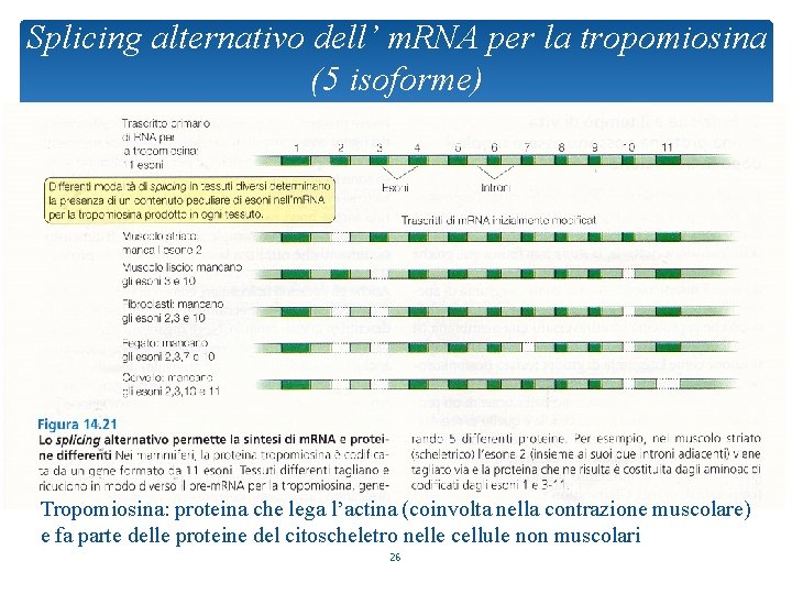 Splicing alternativo dell’ m. RNA per la tropomiosina (5 isoforme) Tropomiosina: proteina che lega