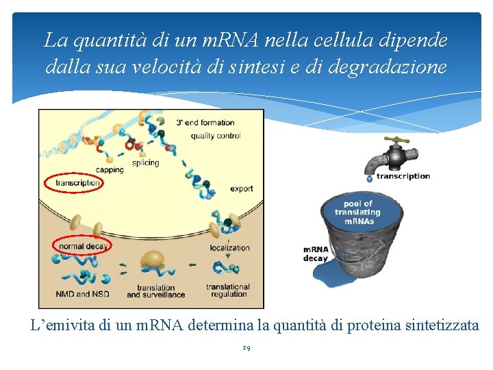 La quantità di un m. RNA nella cellula dipende dalla sua velocità di sintesi