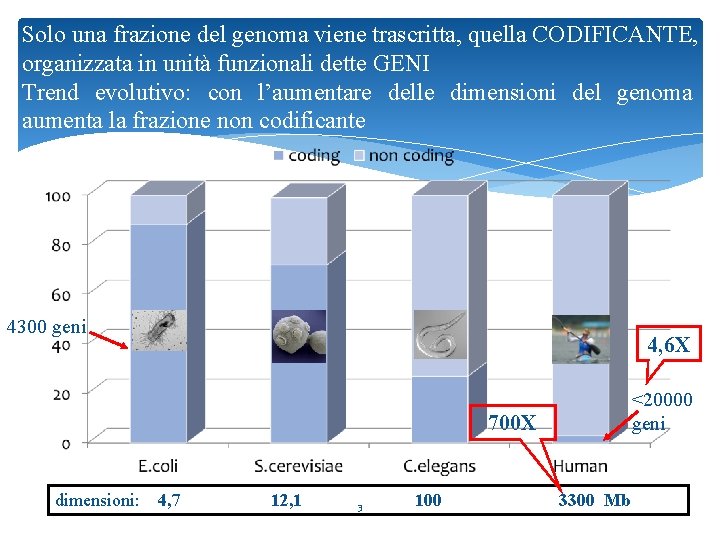 Solo una frazione del genoma viene trascritta, quella CODIFICANTE, organizzata in unità funzionali dette