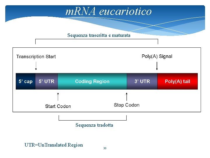 m. RNA eucariotico Sequenza trascritta e maturata Sequenza tradotta UTR=Un. Translated Region 30 