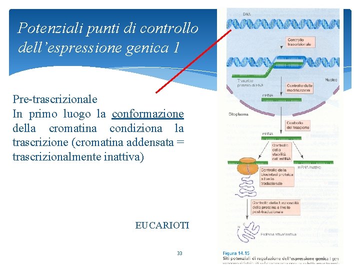 Potenziali punti di controllo dell’espressione genica 1 Pre-trascrizionale In primo luogo la conformazione della