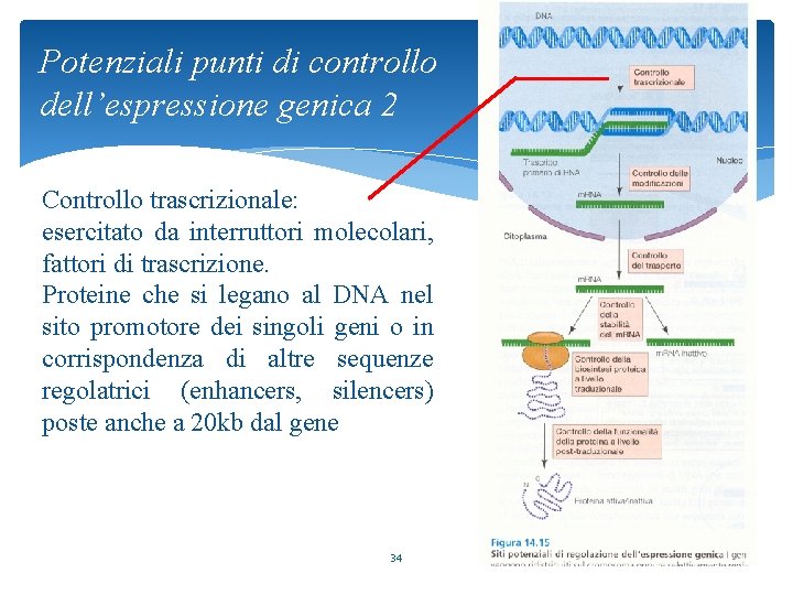 Potenziali punti di controllo dell’espressione genica 2 Controllo trascrizionale: esercitato da interruttori molecolari, fattori