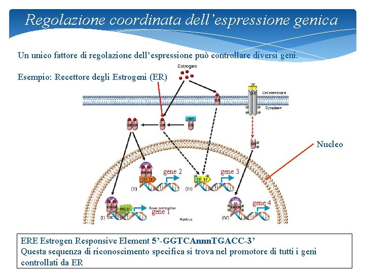 Regolazione coordinata dell’espressione genica Un unico fattore di regolazione dell’espressione può controllare diversi geni.
